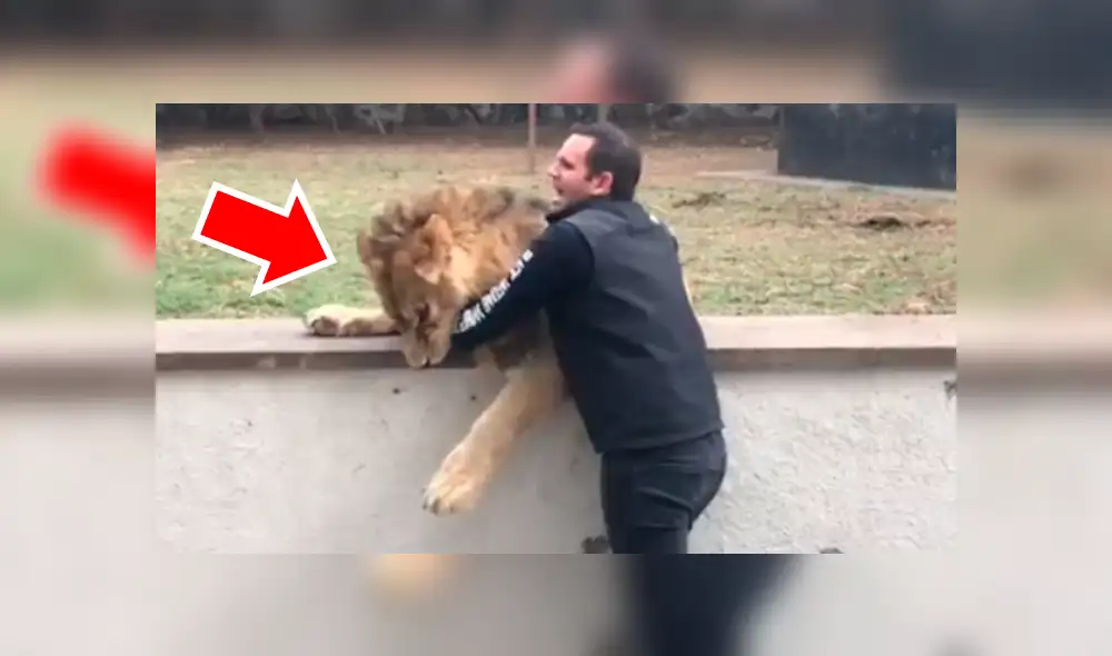 Cuidador ingresa a santuario de león, sin imaginar lo que pasaría dentro. Foto: Captura. Cuidador ingresa a santuario de león, sin imaginar lo que pasaría dentro. Foto: Captura.