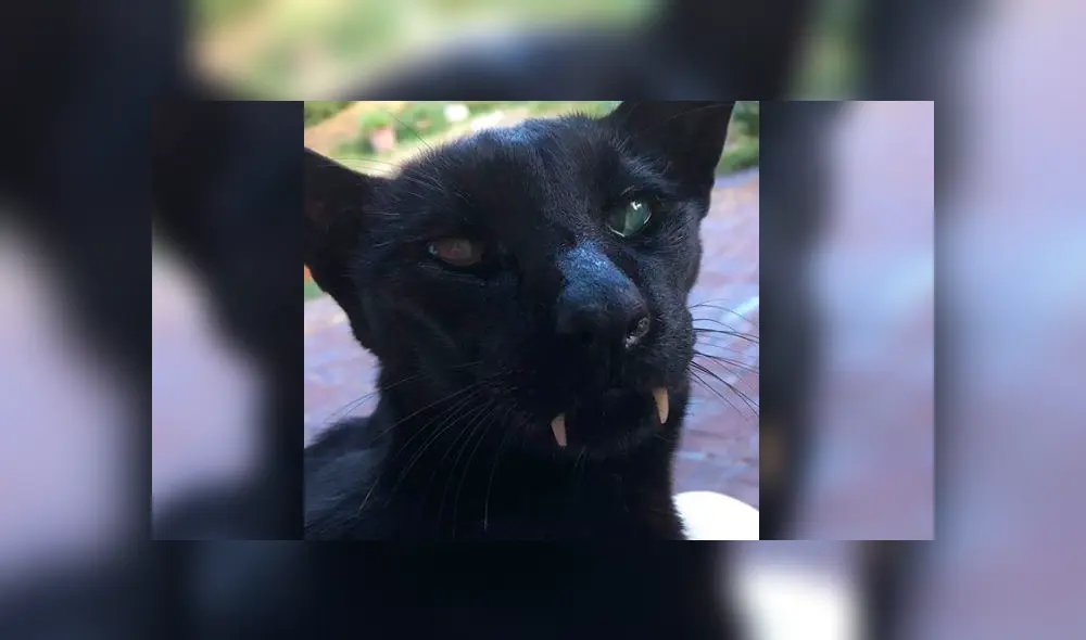 Facebook: extraño 'Gato vampiro' causa asombro en redes por su inusual apariencia [VIDEO]