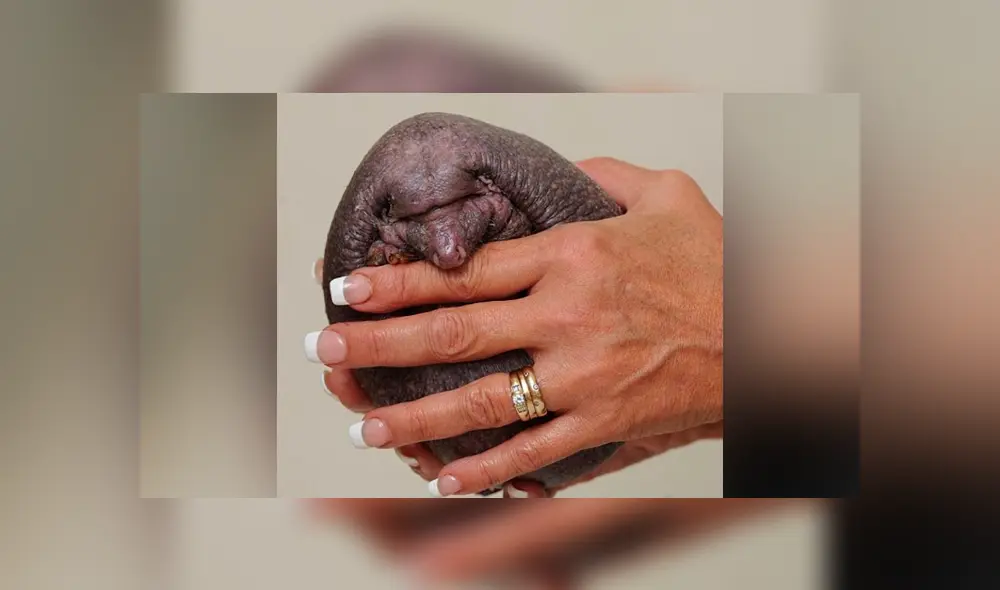 Desliza las fotografías para conocer un poco más de ‘Nelson’, el erizo que nació sin púas y que es toda una sensación en Facebook. Foto: Foxy lodge wildlife rescue Desliza las fotografías para conocer un poco más de ‘Nelson’, el erizo que nació sin púas y que es toda una sensación en Facebook. Foto: Foxy lodge wildlife rescue