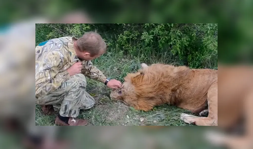 YouTube viral: cuidador de leones encuentra a felino que cuidó de bebé, se acerca y este tiene inesperada reacción.