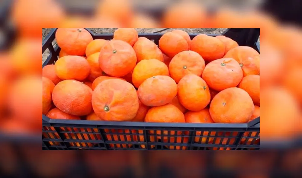 Regalarán más de 500 kilos de mandarina en feria de Huaral. Créditos: Difusión. Regalarán más de 500 kilos de mandarina en feria de Huaral. Créditos: Difusión.