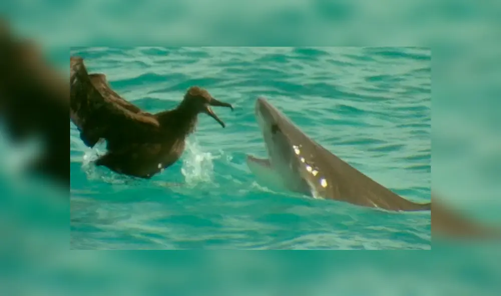 YouTube viral: Ave protagonizó lucha a muerte con feroz tiburón que intentó devorarlo [VIDEO] 