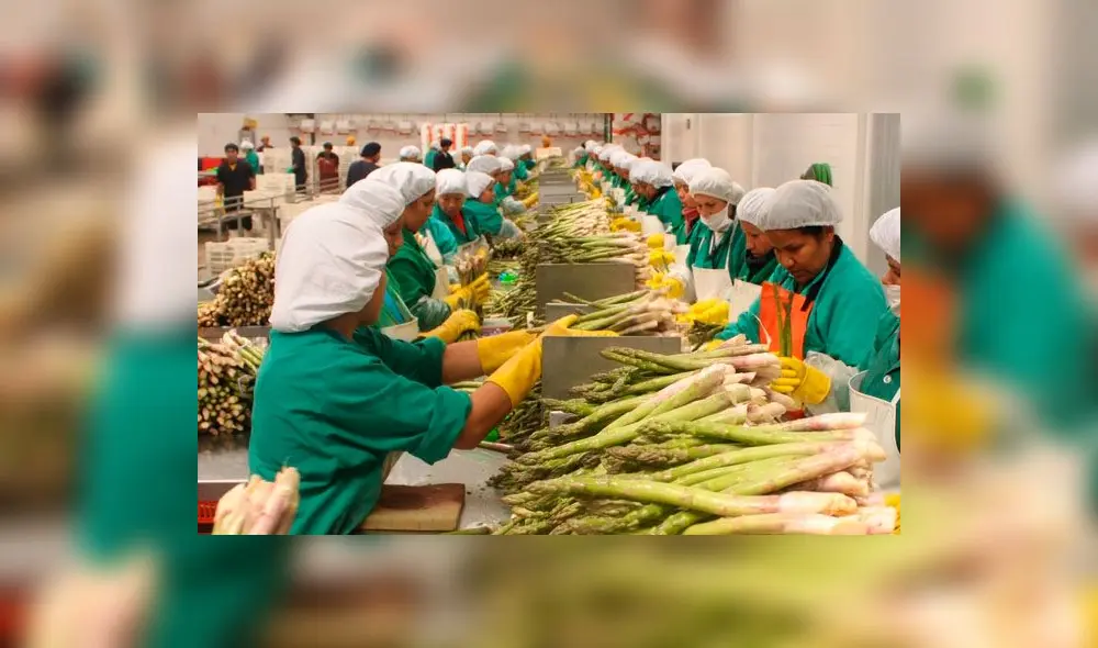 Sector agroindustria generó más de 58 mil empleos formales en el 2018 Sector agroindustria generó más de 58 mil empleos formales en el 2018