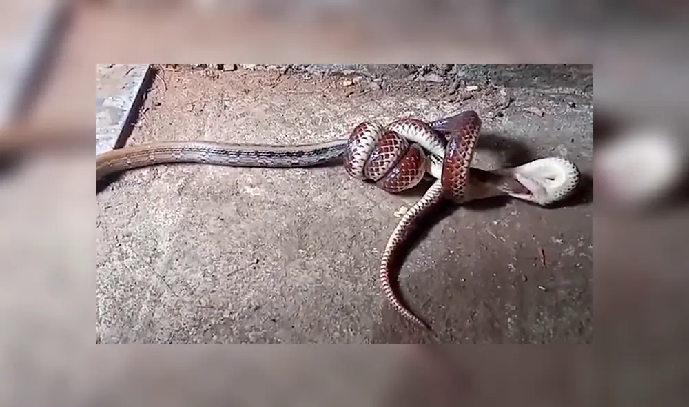 Un video viral de YouTube registró el momento en que una descomunal serpiente devoró a otra.