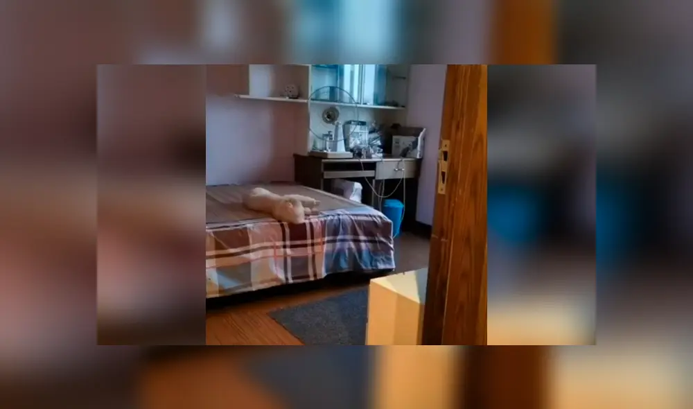 Desliza las imágenes para descubrir la travesura que cometió un perro durante la ausencia de su dueña.