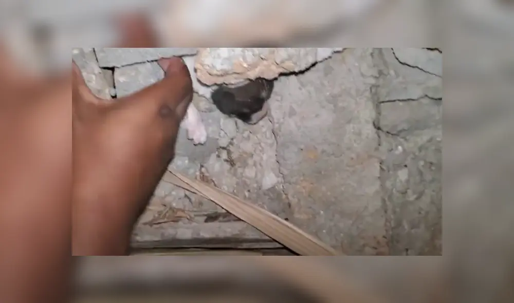 Desliza hacia la izquierda para ver el conmovedor rescate que se volvió viral en Facebook.