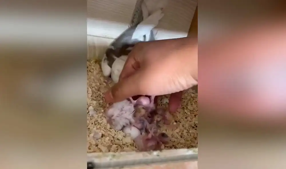 Desliza las imágenes para ver la furiosa reacción de esta ave al creer que sería alejada de sus crías. Foto: captura de TikTok/@birdtrainer1 Desliza las imágenes para ver la furiosa reacción de esta ave al creer que sería alejada de sus crías. Foto: captura de TikTok/@birdtrainer1