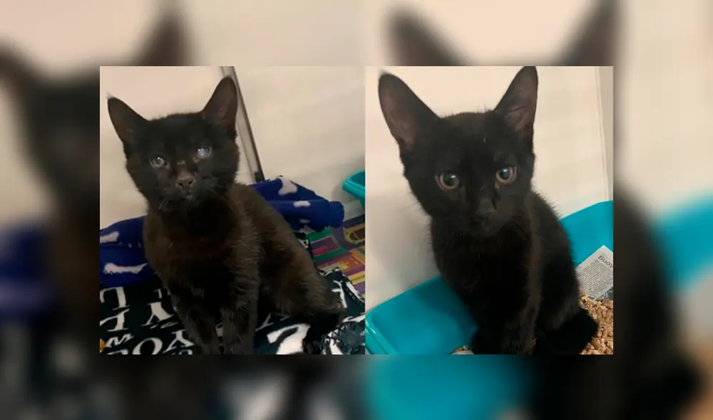 Desliza a la izquierda para conocer a Dot y Specks, los gatitos que fueron encontrados padeciendo de frío. (Foto: Facebook)