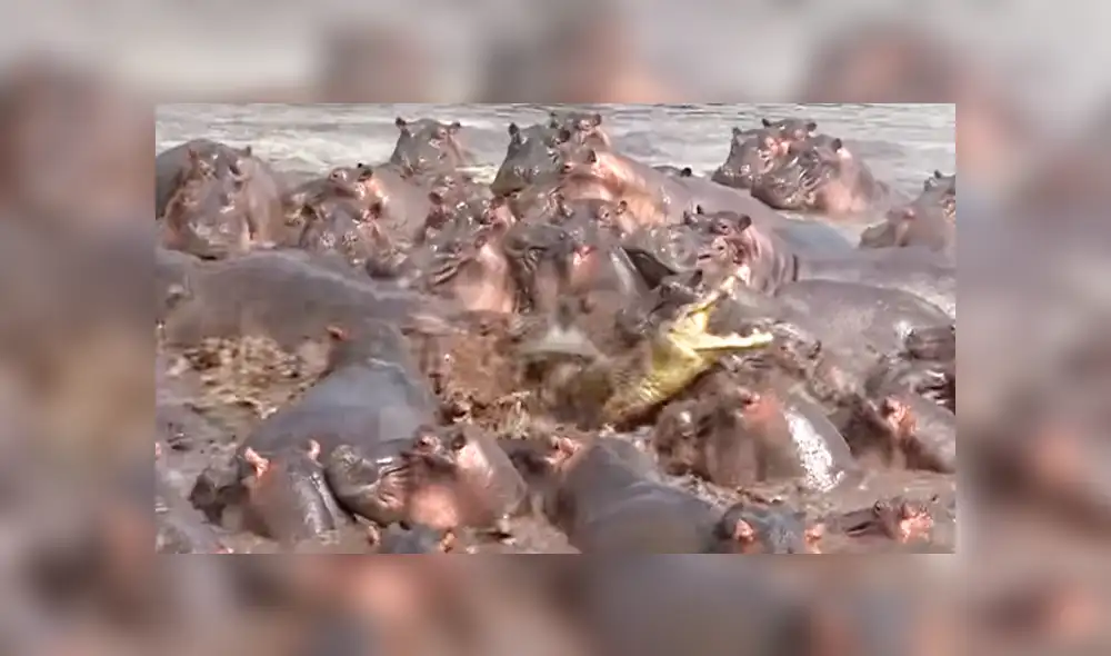 YouTube viral: 30 hipopótamos atacan a cocodrilo que minutos antes los quiso devorar [VIDEO]