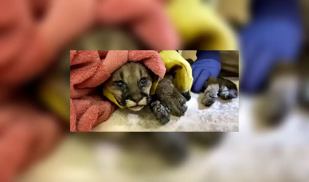 Puma cachorro huérfano se recupera de las quemaduras tras ser rescatado del incendio Zogg de California. Foto: Captura / Reuters