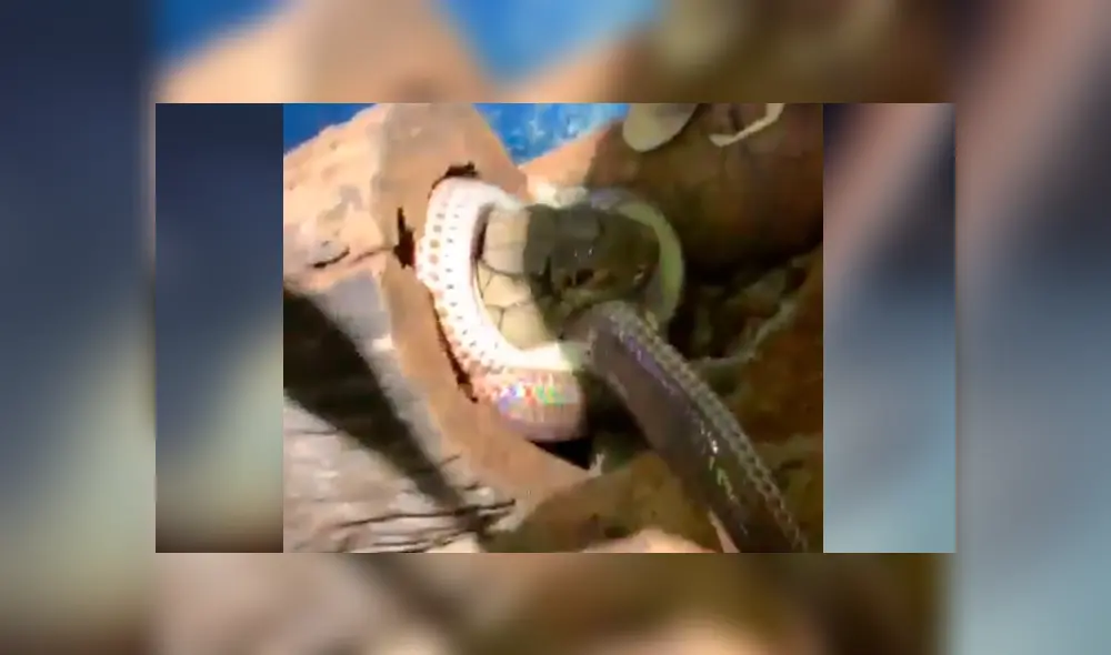 Graban el momento exacto en que dos serpientes tienen brutal enfrentamiento. Graban el momento exacto en que dos serpientes tienen brutal enfrentamiento.