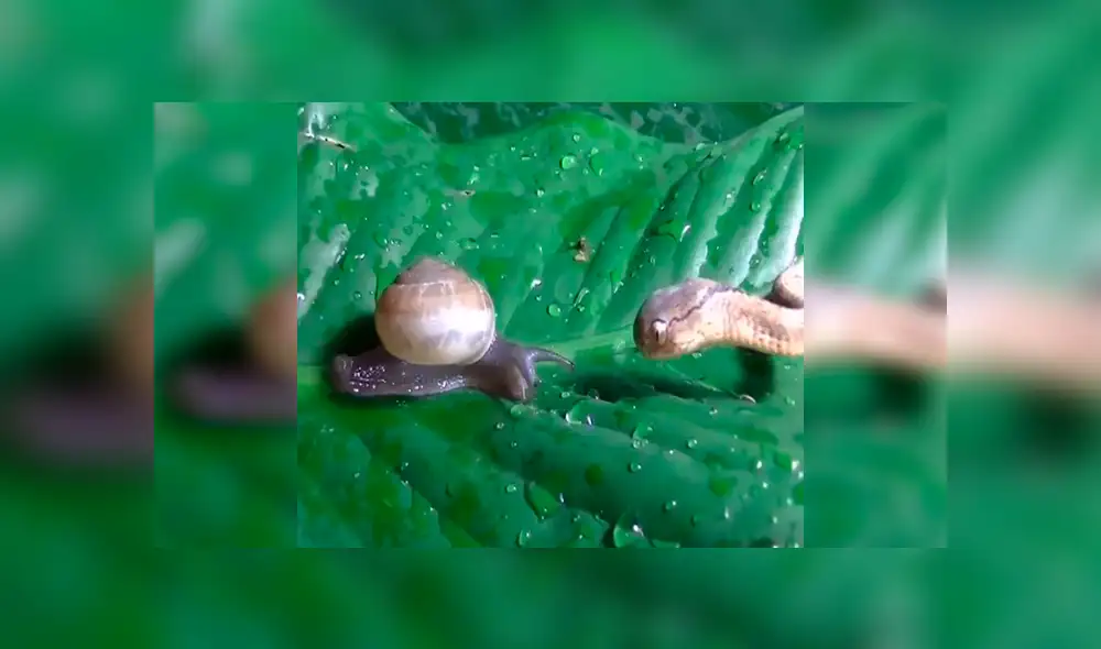 Desliza para ver los detalles del video viral de Facebook. Foto: Captura. Desliza para ver los detalles del video viral de Facebook. Foto: Captura.