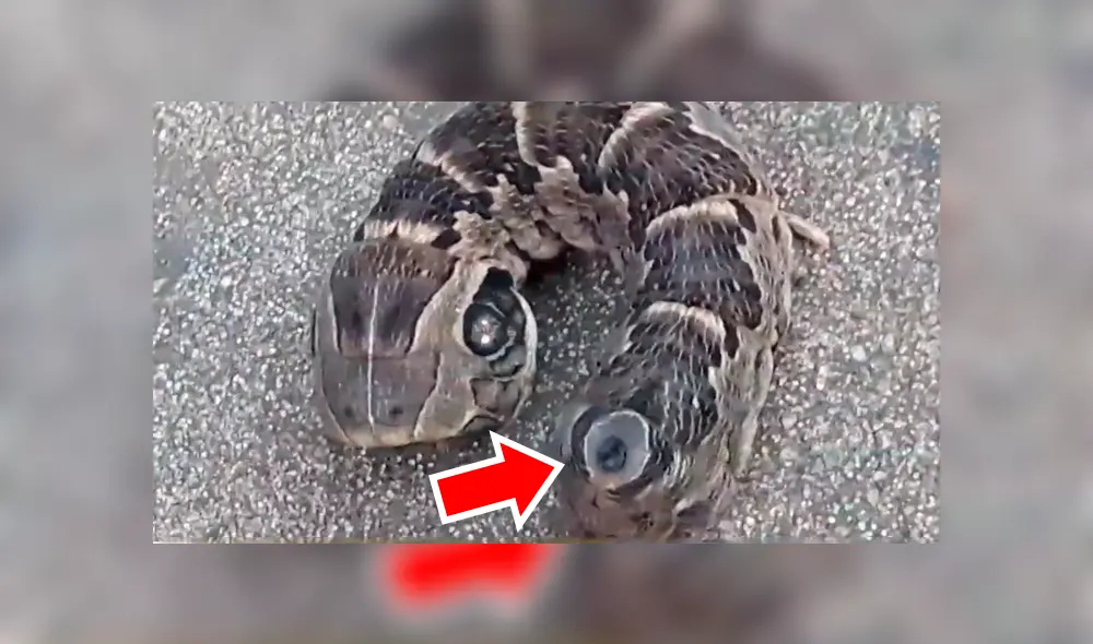 YouTube viral: chica halla 'extraña criatura', se acerca y descubre su verdadera identidad [VIDEO]
