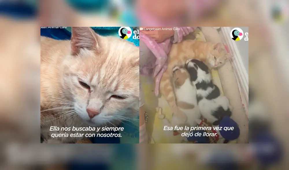 Desliza a la izquierda para ver el gesto que enterneció a los usuarios de Facebook. Foto: Captura Dodo. Desliza a la izquierda para ver el gesto que enterneció a los usuarios de Facebook. Foto: Captura Dodo.