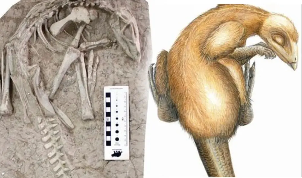 Esqueleto fosilizado a la derecha y, a la izquierda, la ilustración de cómo se veía el dinosaurio. Foto: Peer