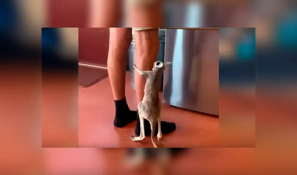 Un bebé canguro enterneció a miles de usuarios en Facebook tras ser captado aferrándose a las piernas de su dueño por una contundente razón.