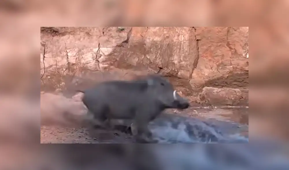 YouTube viral: sediento jabalí acudió a lago para beber agua y se encontró con feroz cocodrilo [VIDEO]