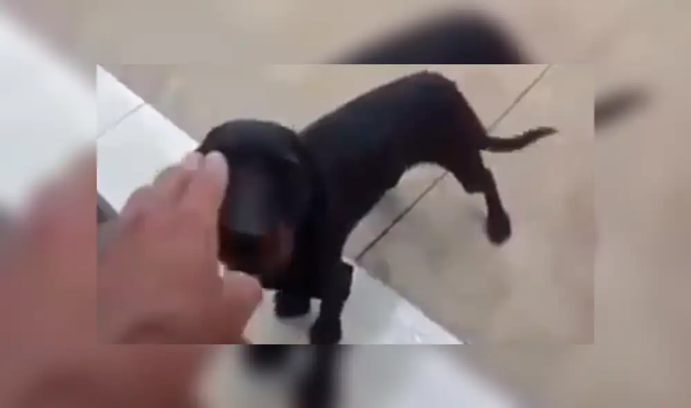 Facebook viral: creyó que perro estaba ‘poseído’ e intentó ‘exorcizarlo’, sin saber que reaccionaría así [VIDEO]