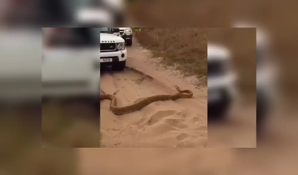 La serpiente salió de su escondite y 'atacó' a los turistas. Foto: captura La serpiente salió de su escondite y 'atacó' a los turistas. Foto: captura