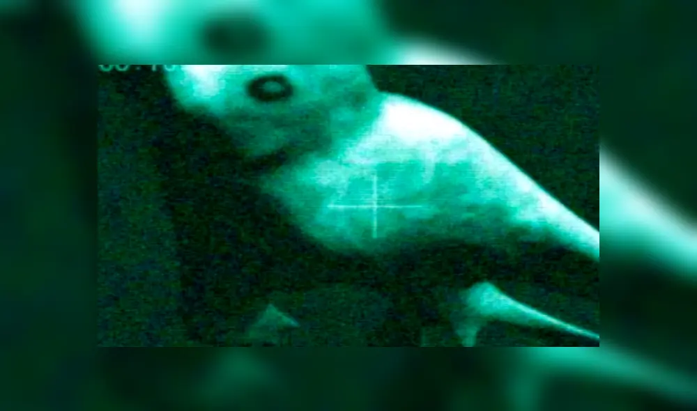 YouTube viral: gigantesca criatura marina embiste barco de Japón y miles quedan impactados [VIDEO]