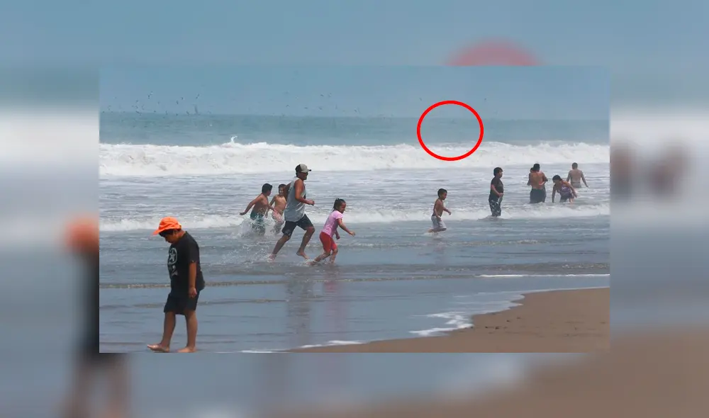 Imágenes desde un drone capta 'misteriosa criatura' nadando a lado de bañistas. Foto: Referencial.