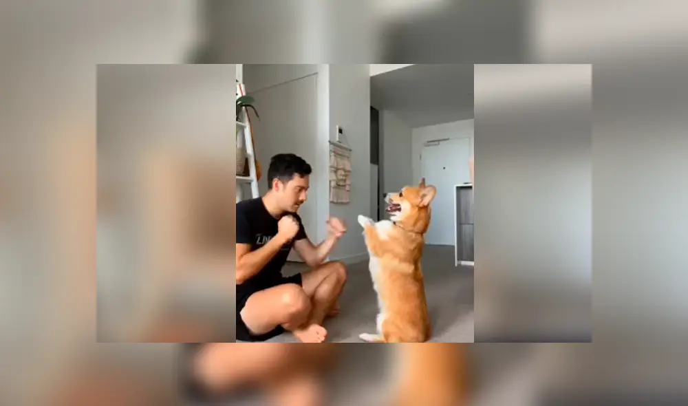Desliza hacia la izquierda para ver los ejercicios que hizo un perro con sus amos en cuarentena. Video viral de YouTube. Desliza hacia la izquierda para ver los ejercicios que hizo un perro con sus amos en cuarentena. Video viral de YouTube.