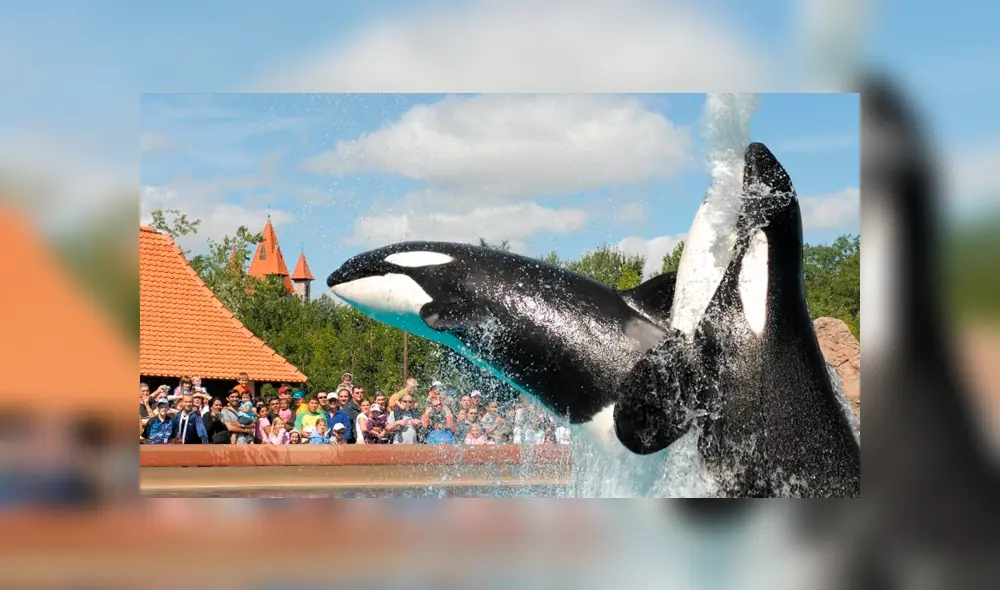 Canadá pone fin al cautiverio de ballenas y delfines gracias a ley 'Free Willy'