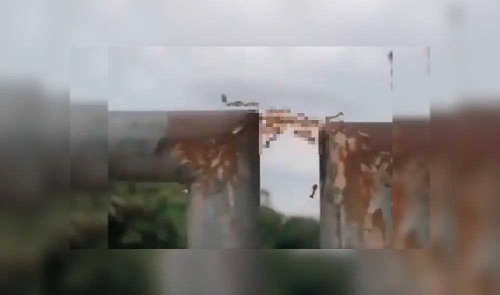 Curioso joven logró captar el impactante momento en el que los insectos se unen y usan curioso truco para salir del problema Curioso joven logró captar el impactante momento en el que los insectos se unen y usan curioso truco para salir del problema