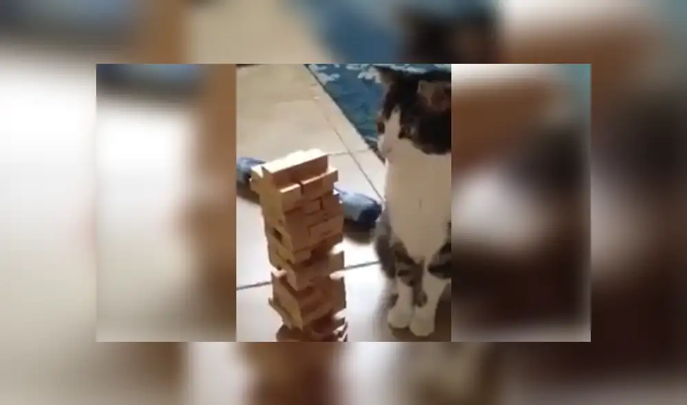 Desliza las imágenes para ver al curioso gato desafiando a su dueño en jenga.