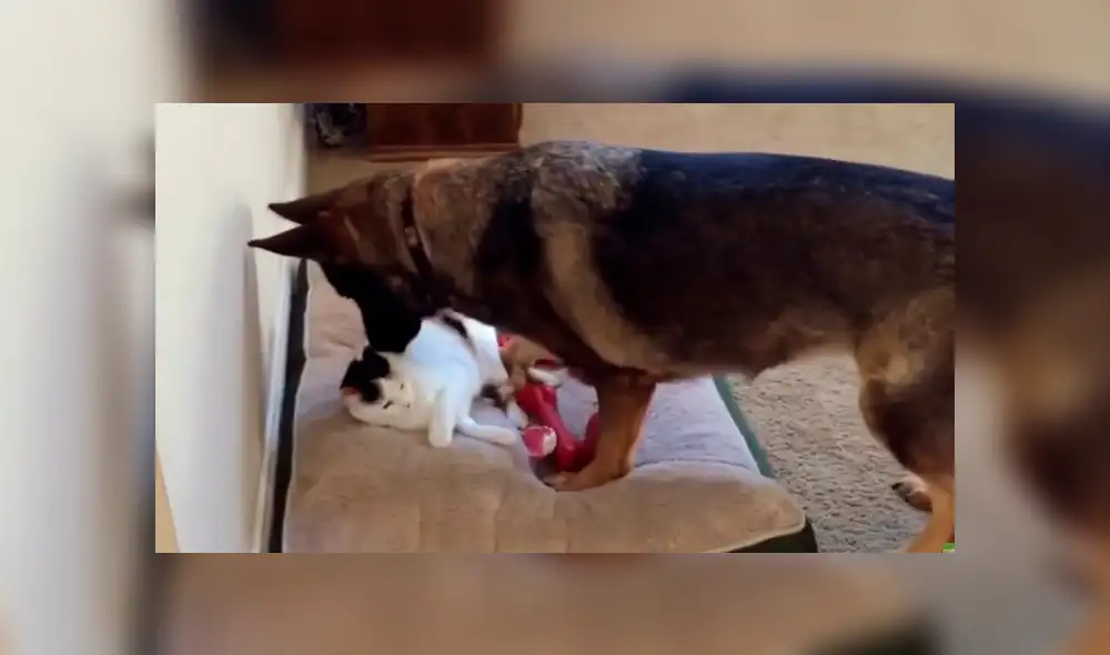 Un video viral muestra el momento en el que un perro se acera a un gato a reclamarle por encontrarlo acostado en su cámara.