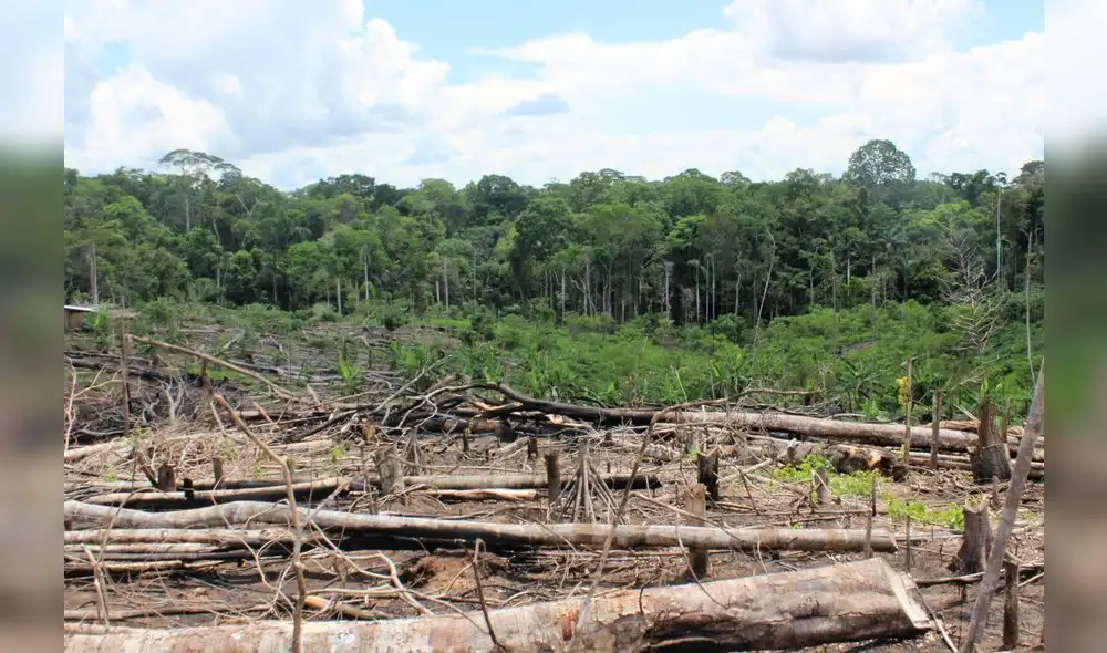 Deforestación. Foto: La periferia es el centro.