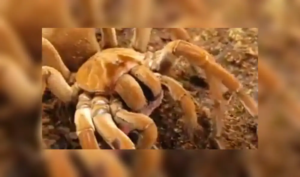 Facebook: mujer le ofrece ratón bebé a su tarántula y esta lo devora sin piedad [VIDEO]