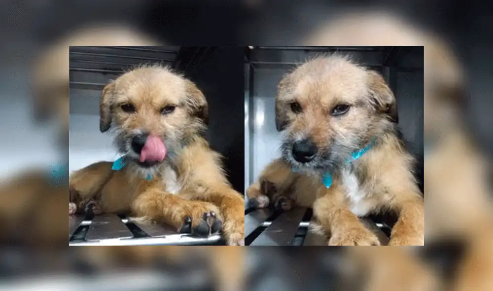 Canadiense adoptó a perro de la calle y se lo llevará al terminar los juegos Lima 2019. Foto: Facebook