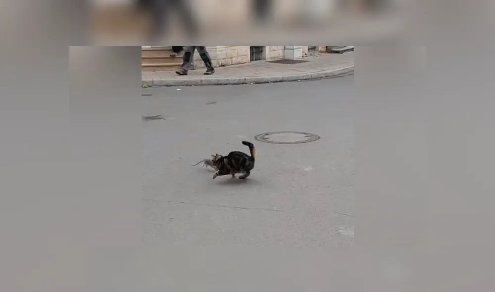 Fiera rata se enfrenta a un hambriento gato que quería devorarlo y esto fue lo que ocurrió [VIDEO]