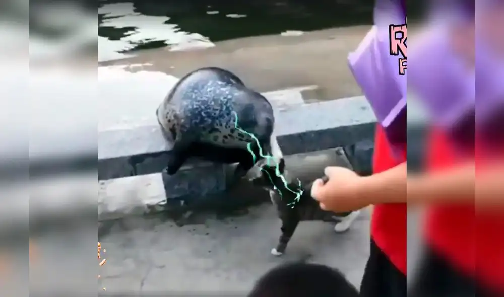 Facebook: miles ríen con video de gato que 'mata' una molesta foca [VIDEO]