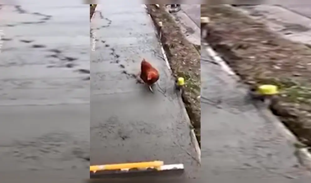 Facebook viral: Gallina 'troll' luce sus pasos arruinando el trabajo de unos albañiles [VIDEO]