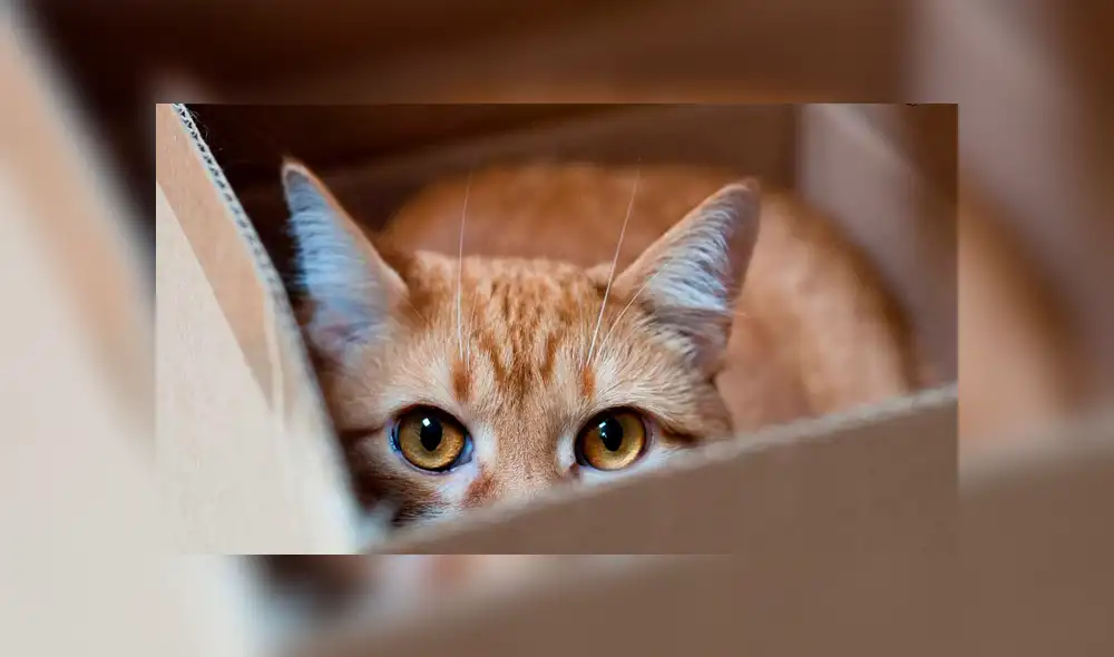 YouTube viral: ¿por qué todos los gatos adoran meterse en las cajas? [VIDEO]