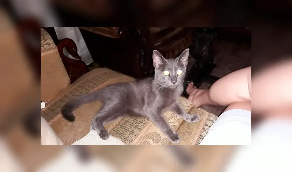 El felino levantó las sospechas de sus dueños cuando empezó a huir de su casa cada cierto tiempo. La peculiar historia se hizo viral en Facebook