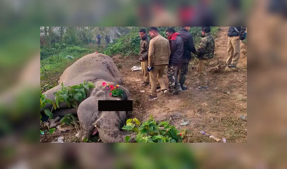 Dos elefantes murieron atropellados por un tren y pasajeros los despiden en un funeral [FOTOS]
