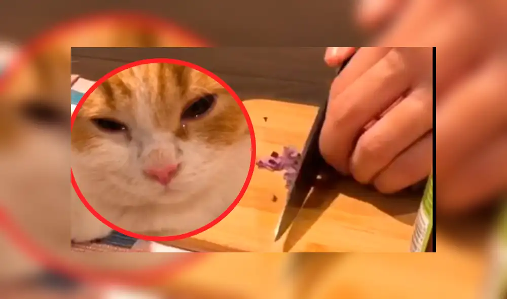 Vía Facebook: 'Gato cocinero' ayuda a su amo a cortar cebollas y termina llorando