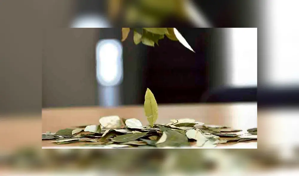 Los beneficios y los riesgos de consumir la ancestral hoja de coca