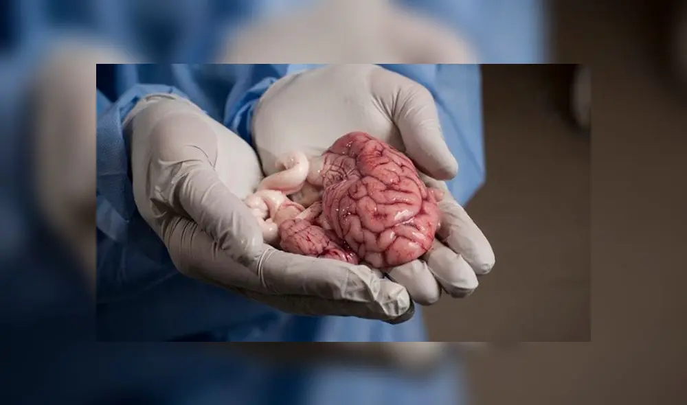 Científicos logran mantener con vida cerebro de roedor Científicos logran mantener con vida cerebro de roedor