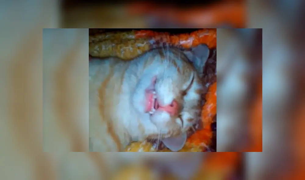 Facebook: se asustó al ver a su gato muerto, sin imaginar que tendría un final inesperado
