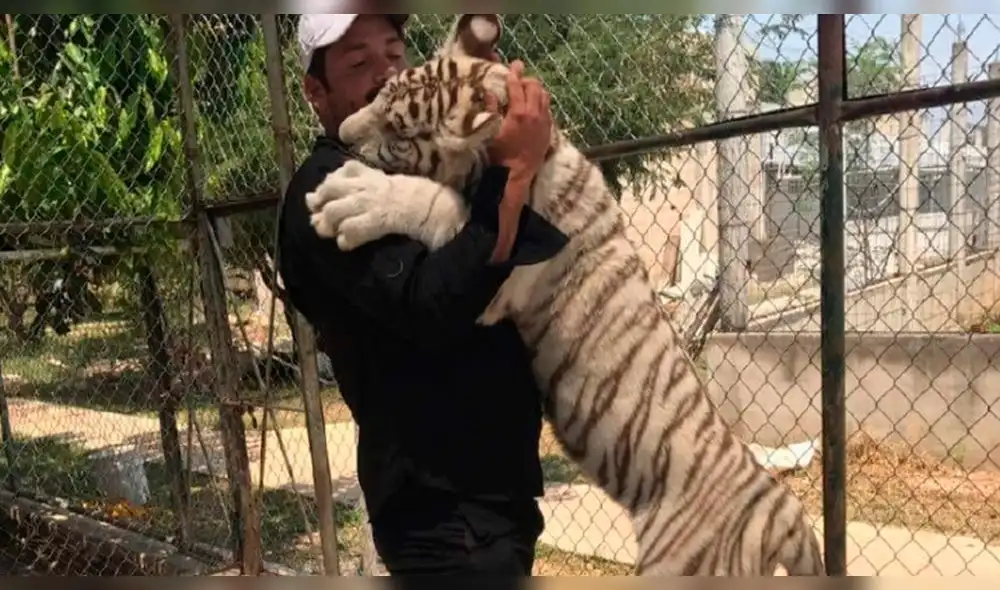 Hombre es atacado brutalmente por tigre y en hospital descubren reveladora verdad Hombre es atacado brutalmente por tigre y en hospital descubren reveladora verdad