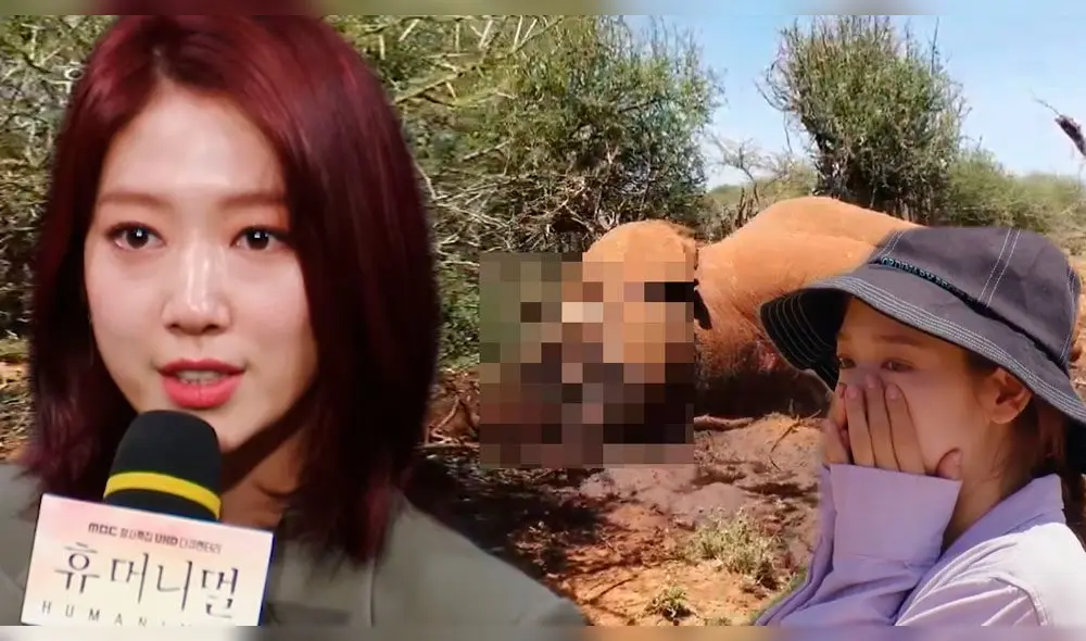 Park Shin Hye rompe en llanto al contar su experiencia sobre la caza ilegal de elefantes [VIDEO]