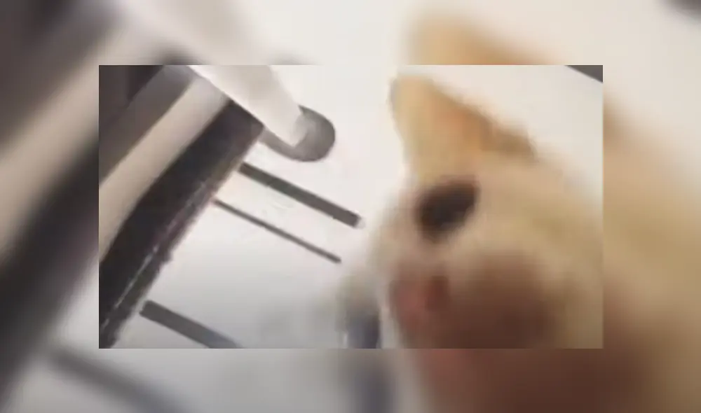 Video es viral en TikTok. El hombre pretendía ganar popularidad compartiendo su rutina de ejercicios en las redes, pero sus perros y su gato se lo impidieron de la peor forma. Fotocaptura: YouTube Video es viral en TikTok. El hombre pretendía ganar popularidad compartiendo su rutina de ejercicios en las redes, pero sus perros y su gato se lo impidieron de la peor forma. Fotocaptura: YouTube