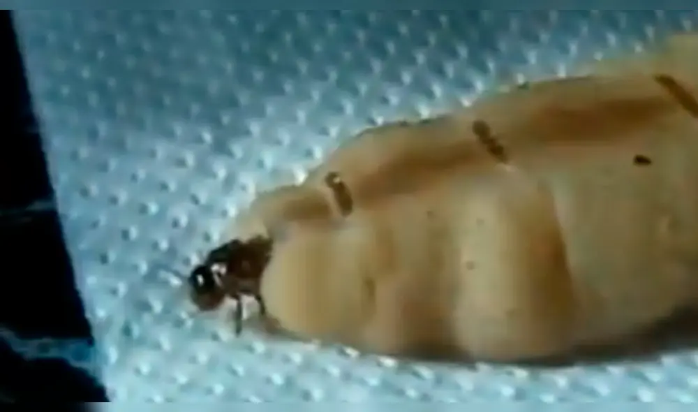 Vía YouTube: hormiga reina da a luz a miles de crías y aterra a miles [VIDEO]