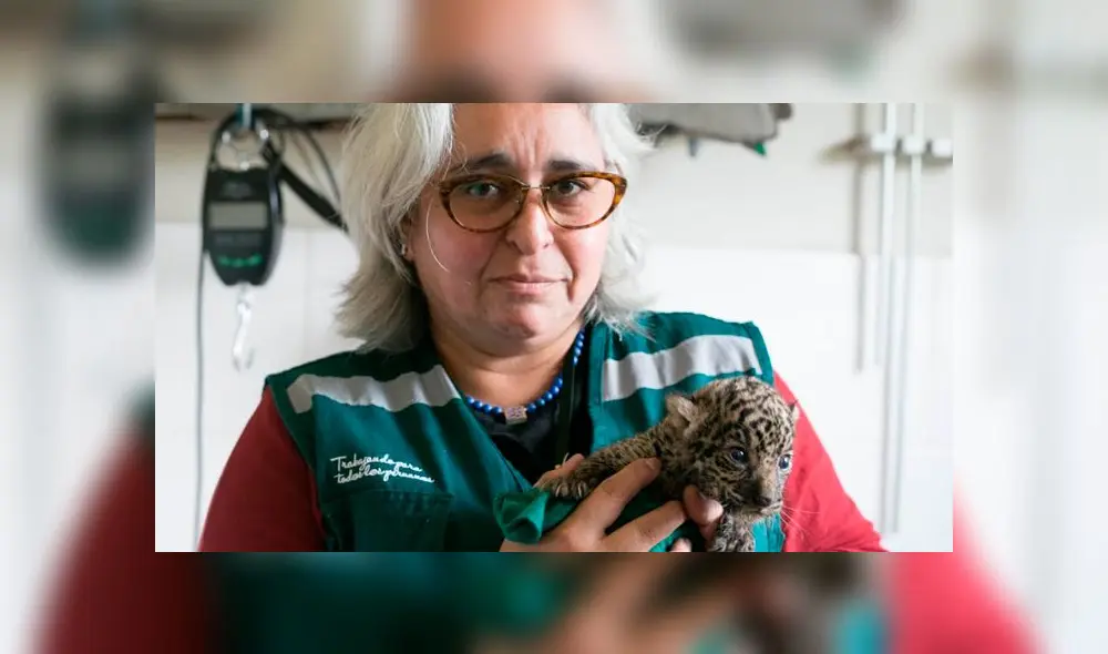 Chanchamayo: rescatan dos cachorros de otorongo víctimas de tráfico ilícito de fauna silvestre [FOTOS y VIDEO]