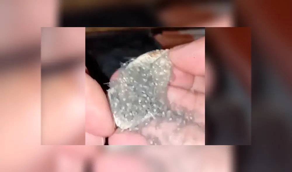 YouTube viral: joven encuentra extraña ‘bolsa’, la abre y descubre cientos de criaturas bebés en su interior