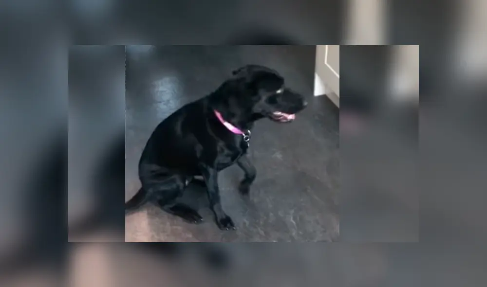 Astuto can sorprendió a miles de usuarios en Facebook, quienes quedaron maravillados con su increíble conducta Astuto can sorprendió a miles de usuarios en Facebook, quienes quedaron maravillados con su increíble conducta